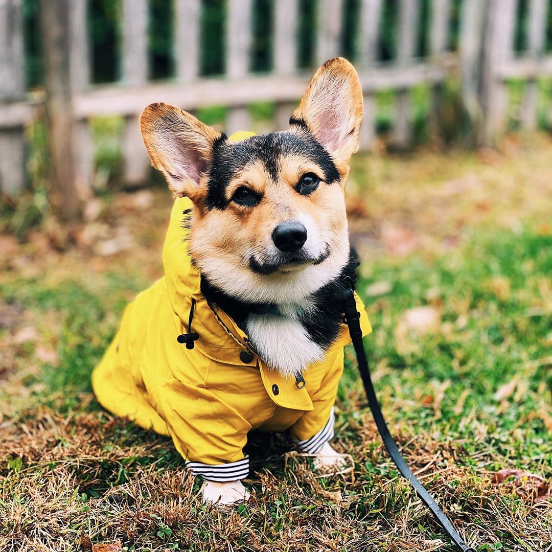 防水ペット犬用コート 小型犬・中型犬・大型犬用 防風ジャケッ - Outdoor Sport Hoodie のレビューと価格