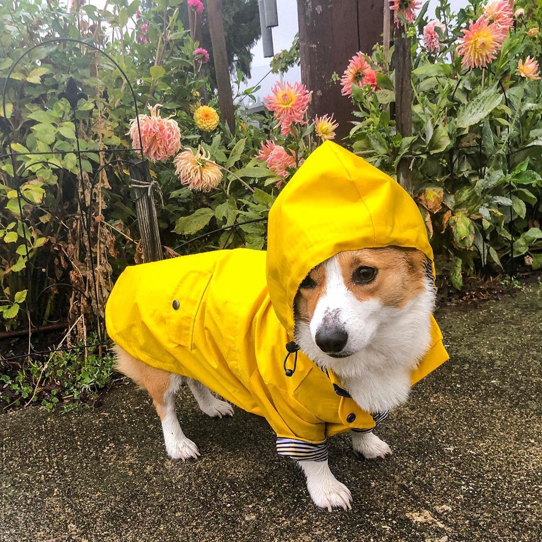 防水ペット犬用コート 小型犬・中型犬・大型犬用 防風ジャケッ - Outdoor Sport Hoodie のレビューと価格