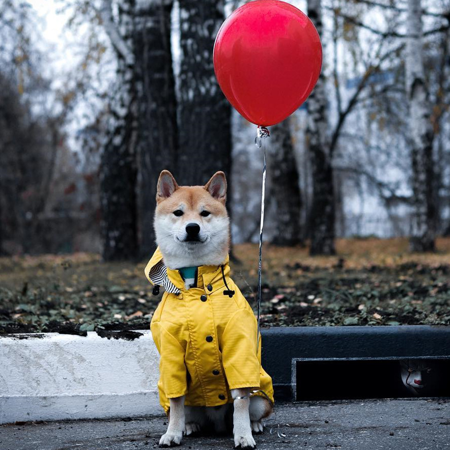 防水ペット犬用コート 小型犬・中型犬・大型犬用 防風ジャケッ - Outdoor Sport Hoodie のレビューと価格
