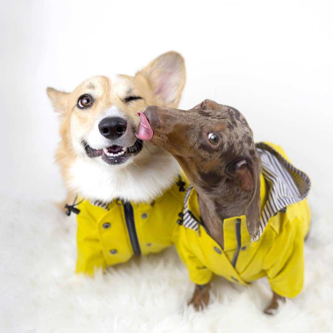 防水ペット犬用コート 小型犬・中型犬・大型犬用 防風ジャケッ - Outdoor Sport Hoodie のレビューと価格